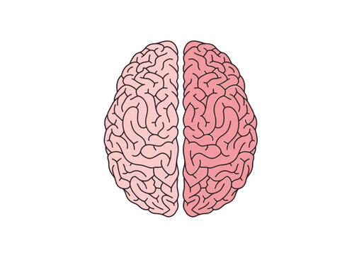 Top view illustration of a human brain with left and right hemispheres on white background