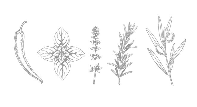 Herbs, botanical illustrations, pepper, flower, rosemary, olive branch, 5 elements, vector graphics