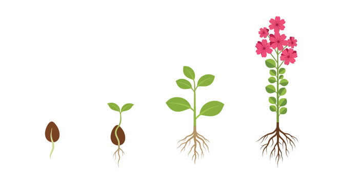 Plant life cycle illustration showing seed sprout and flowering stages