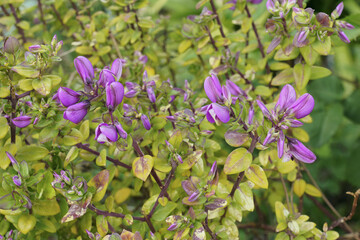 detail of a shrub of myrtle-shaped leves in bloom © flafabri