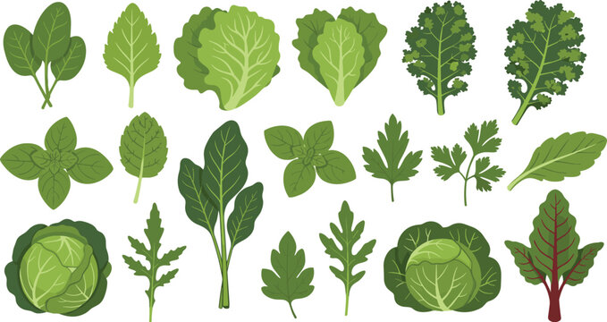 Collection of fresh green leafy vegetables vector set including lettuce cabbage spinach kale herbs isolated on white background