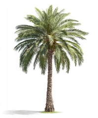 Obraz premium Isolated tall date palm tree, green fronds, textured trunk, soft shadow on white background