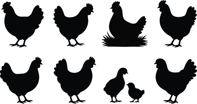 Black silhouette illustrations of chickens and roosters in various poses
