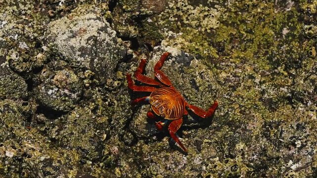 Close-up of a red crab moving across wet coastal rocks, detailed view of its texture and motion as it navigates tide pools under bright sunlight in a rugged ocean shoreline environment