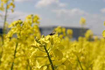 Obraz premium The fly collects nectar in the rapeseed