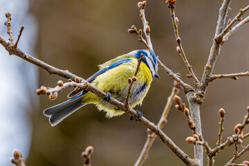 Fototapeta premium Blue Tit Is Sitting On Branch