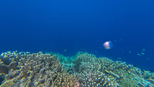 Underwater Coral Reef with Jellyfish