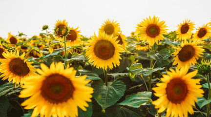 A field full of sunflowers stands tall under a bright sky. The flowers tilt towards the sun, showcasing their yellow petals surrounded by green leaves in a warm atmosphere. © maxbelchenko