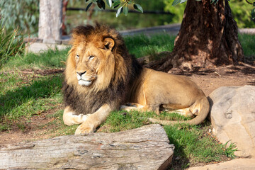 Obraz premium Photograph of a male Lion relaxing in the outdoors in a grassy field on a sunny day at a wildlife park in western Sydney in New South Wales, Australia