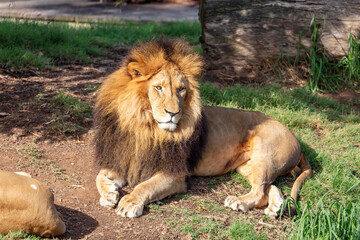 Obraz premium Photograph of a male Lion relaxing in the outdoors in a grassy field on a sunny day at a wildlife park in western Sydney in New South Wales, Australia