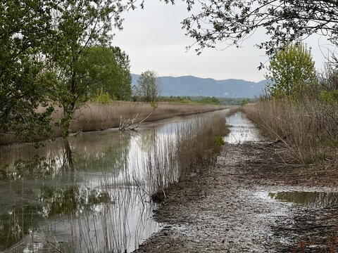 Canale d'acqua tra la vegetazione. padule di fucecchio