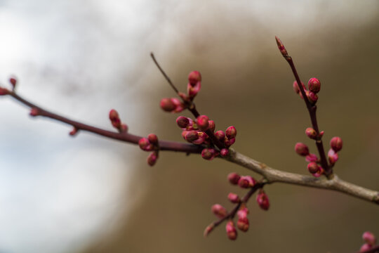 Rote Knospen