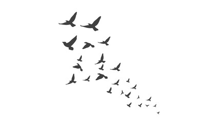 Beautiful flock of birds flying in blue sky png transparent background © background ghost 