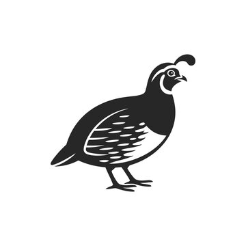 Black and white illustration of a quail facing to the right