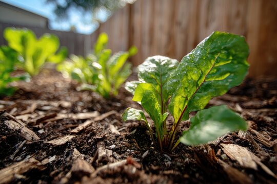 Close-up of vibrant beet greens growing in a well-tended garden bed