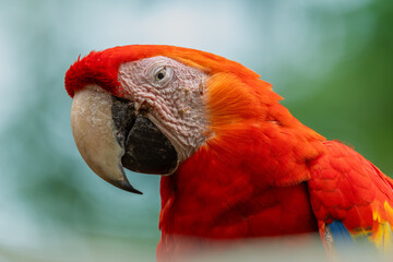 Portrait photograph of a  scarlet macaw head. Paquera, Costa Rica  © KKern