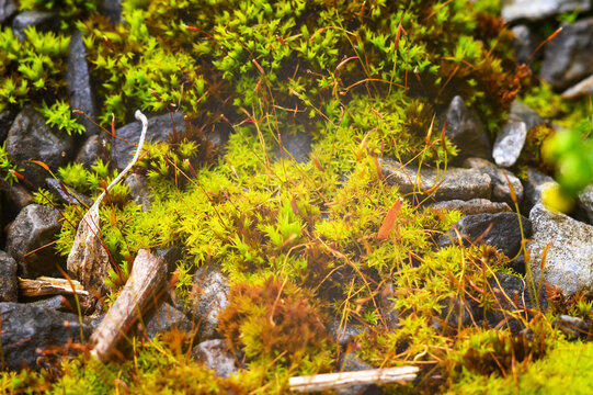 Vibrant green moss growing over rocky terrain in a natural setting