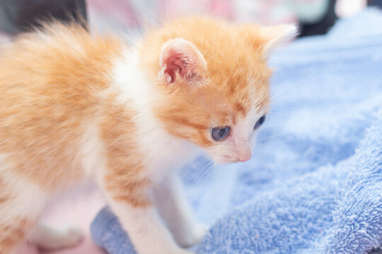 Um gato filhote sobre len&ccedil;ol cor-de-rosa e coberta azul fofinha.