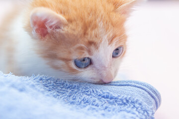 Obraz premium Um gato filhote, ruivo, de olhos azuis, com uma toalha azul.