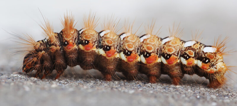 Macro view caterpillar butterfly. Shallow depth field