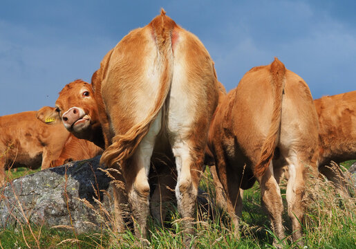 Peek-a-boo: Cute calf showing its face behind other cattle