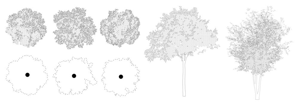 Trees in elevation and plan view for use in architectural drawings - isolated on transparent background