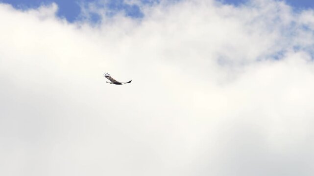 Golden Eagle flying through the air in front of the clouds and blue sky.