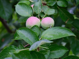 Two young green apples with a pink blush on a branch covered in fresh rain drops.