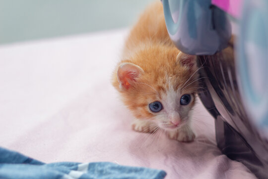 Um gatinho ruivo, filhote, sobre a cama com len&ccedil;ol cor de rosa, ao lado da caixa de transporte.
