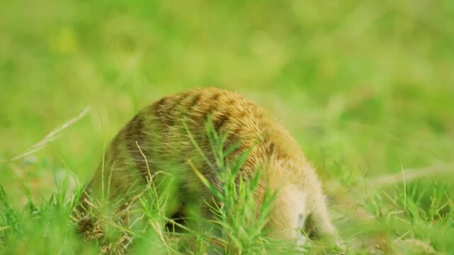The meerkat (Suricata suricatta) or suricate is a small mongoose found in southern Africa. It is characterised by a broad head, large eyes, a pointed snout. 