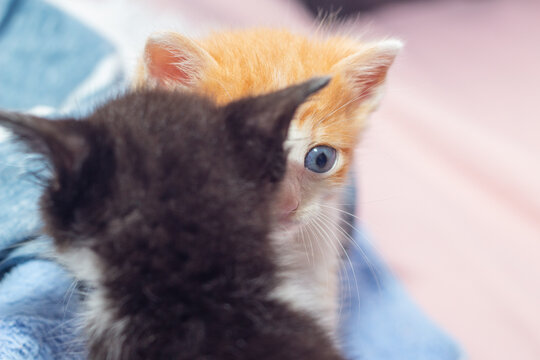 Gatinho filhote laranja, fofo, espiando por tr&aacute;s de um gatinho preto.