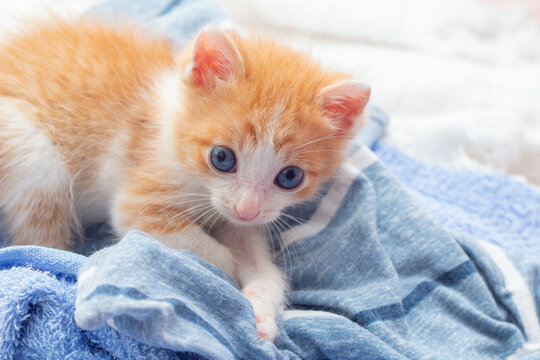 Ador&aacute;vel gatinho laranja com olhos azuis em um cobertor azul.