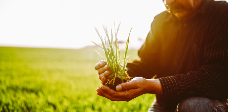 A person works in a field during sunset, holding a bunch of green grass in his hands. The sun shines over the landscape, creating a warm atmosphere.