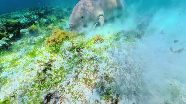 Dugong foraging for food on the sandy seabed, stirring up sediment while eating seagrass in the clear blue marine environment of Calauit Game Preserve and Wildlife Sanctuary of Palawan, Philippines