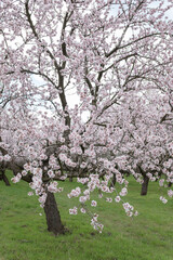Naklejka premium Almond flower macro closeup growing on tree branch in spring orchard, organic blooming nature concept for cosmetic packaging backdrop, wellness card and greeting web design layout