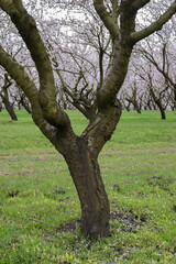 Obraz premium horizontal tree branch covered in clusters of white blossoms with vibrant pink stamens, captured in a spring orchard with a soft-focus floral background
