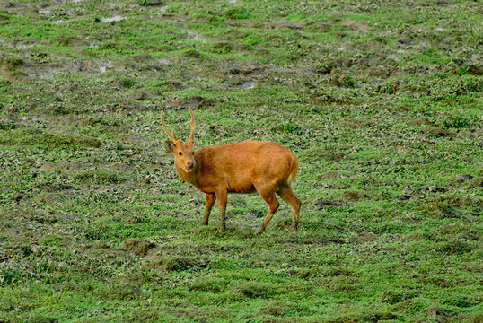 Hog deer with swelling on left side of face most probably due to tumor of left parotid gland