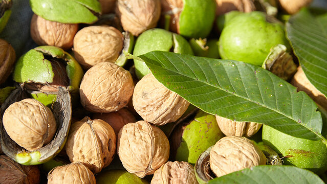 Freshly harvested walnuts with green husks and leaves scattered on a surface, showcasing the natural texture and colors of the nuts and foliage