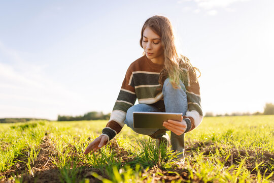 Female agronomist holds digital tablet in green agricultural field at sunset. Farmer wearing glasses, holding a tablet, checks growth of young plants. Farming concept, smart agriculture.