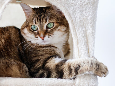 Meow Moment