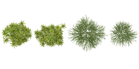 Fototapeta premium 3d illustration of Dracaena,Euphorbia plants on transparent background from top view