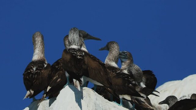 Flock of blue-footed boobies gathering on coastal rocks by the ocean, interacting in small groups, hopping between stones and flying under bright daylight, vibrant wildlife behavior in natural habitat