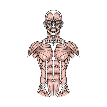 Human Muscular System Torso Anatomy Illustration