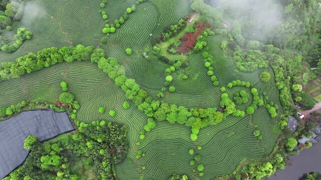 Aerial view of terraced tea plantations winding through misty hills with lush green vegetation and curved patterns