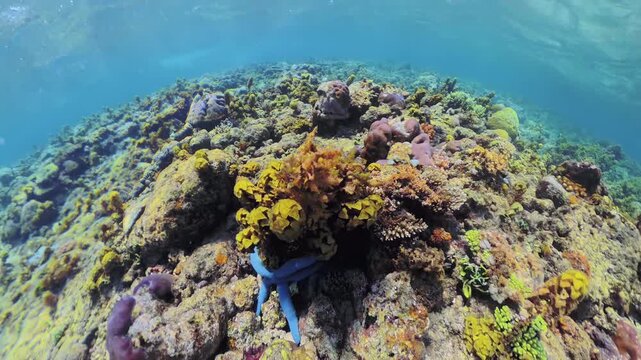 Blue starfish resting on a diverse coral reef, showcasing the rich biodiversity and delicate beauty of the underwater marine ecosystem in the clear tropical waters of Palawan, Philippines