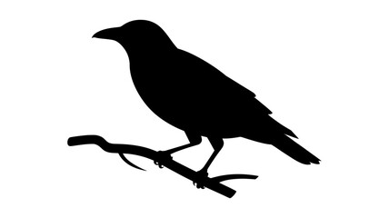 Obraz premium Detailed black silhouette of single crow bird perched on a branch