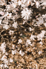Fototapeta premium Soft Magnolia Blossoms in Warm Spring Light, copy space