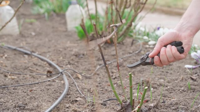 Gardener pruning dead parts of roses in spring close-up
