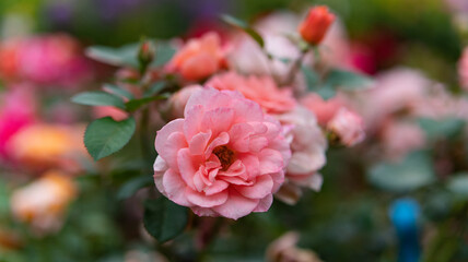 Fototapeta premium red rose in garden