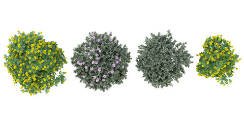 Obraz premium Collection of Cistus,Coronilla plants on transparent background from the top view